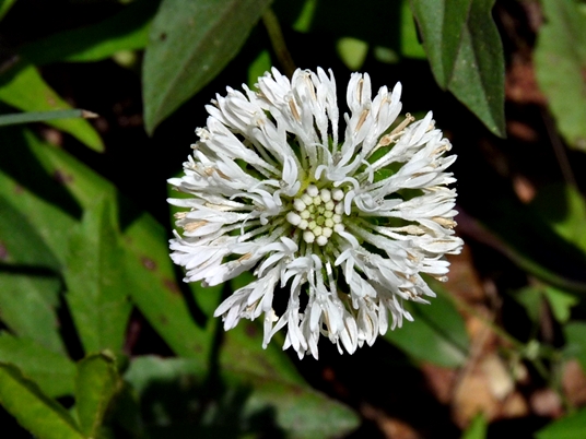 {Marshallia obovata}